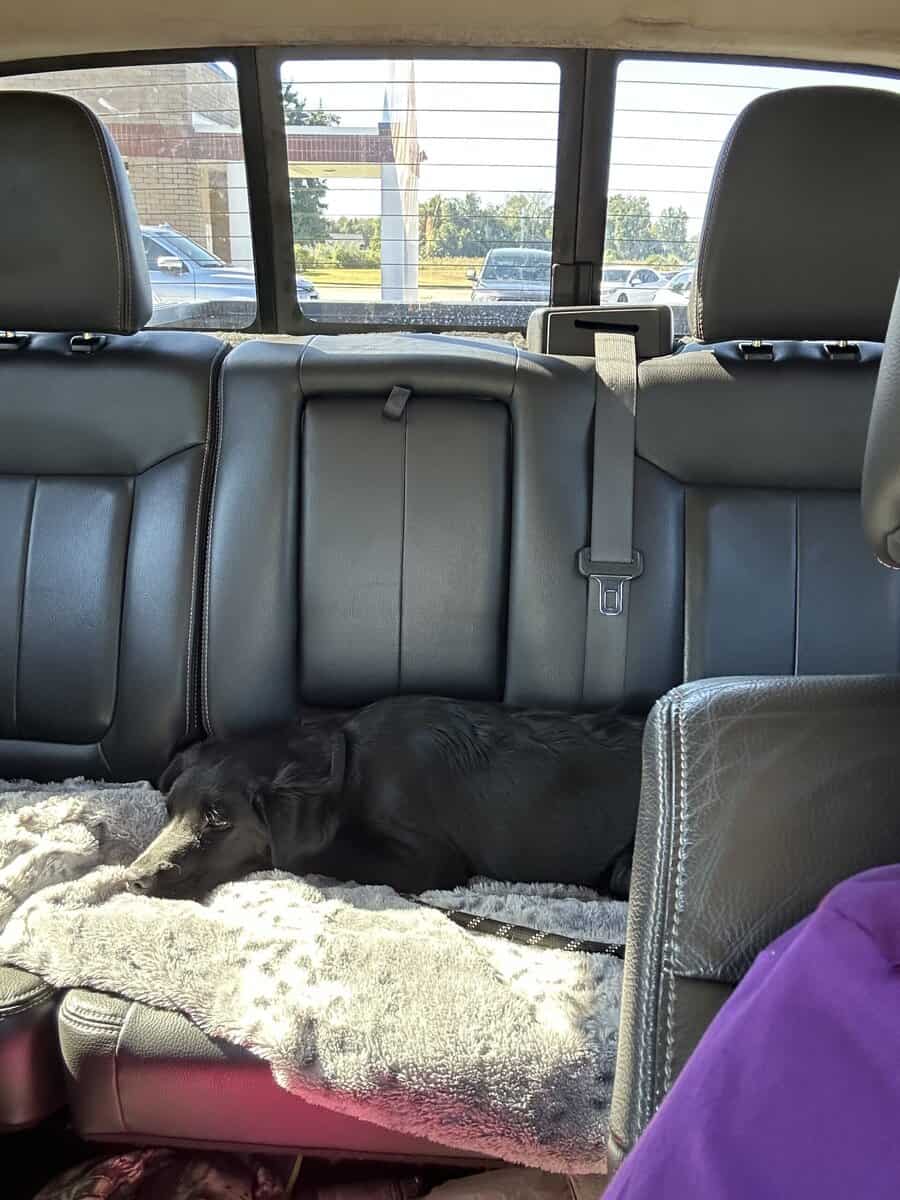 Sweet and loving lab collie mix image 4