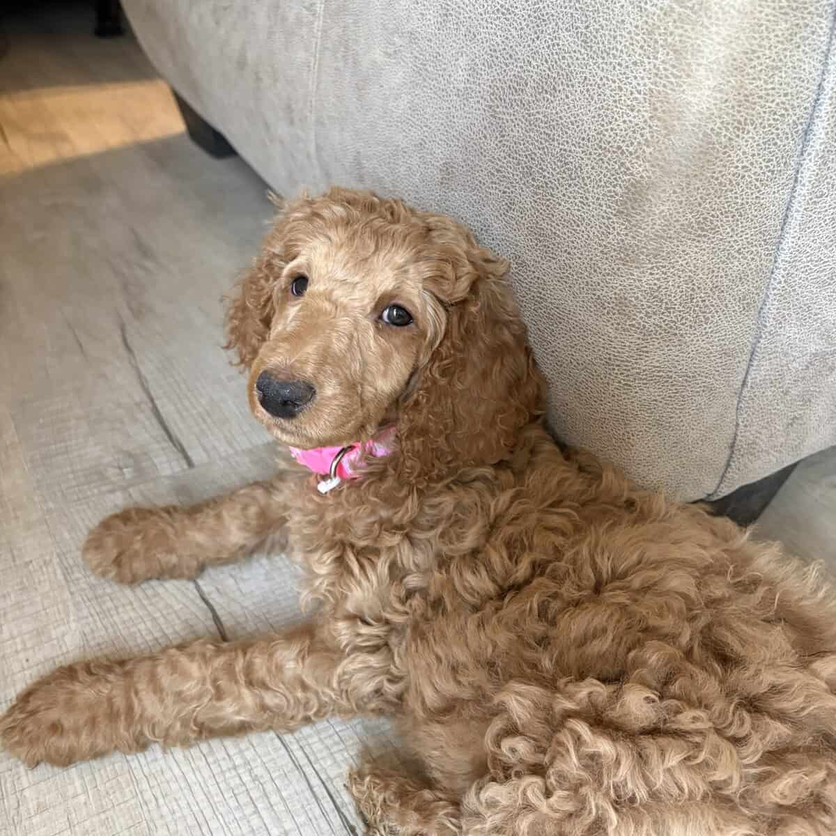 AKC standard poodle puppies image 18