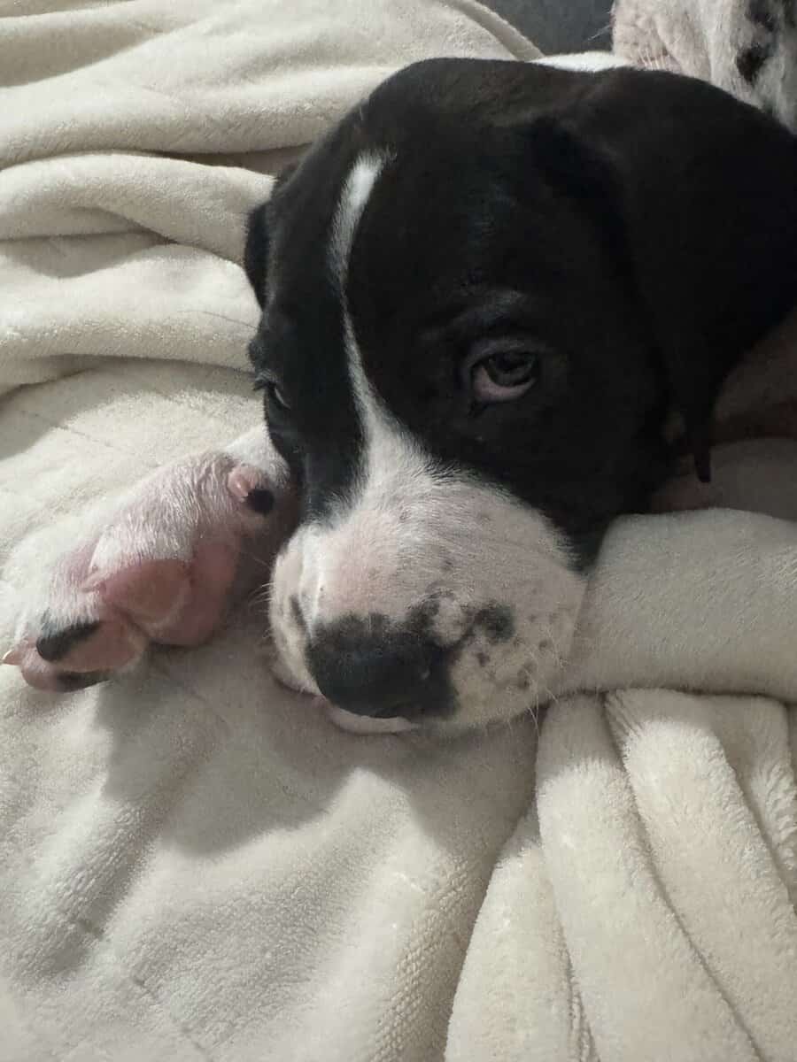 Male Great Dane puppy 7 weeks image 1