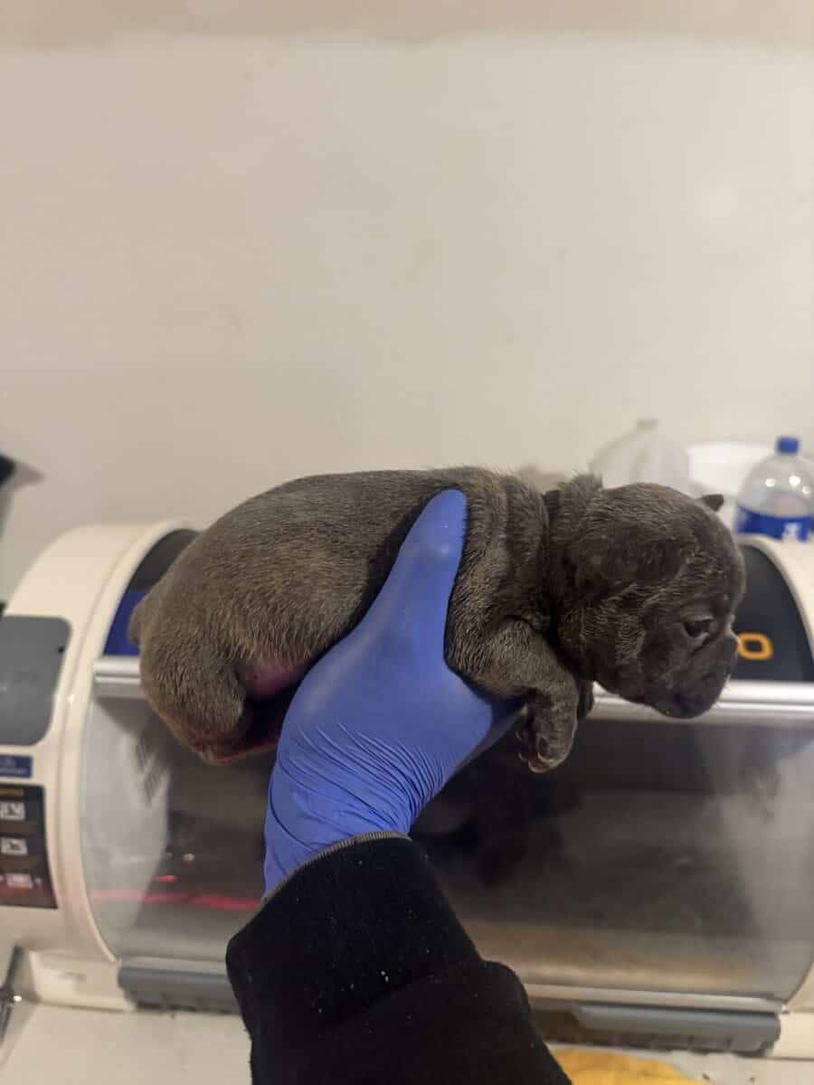 French Bulldog pup image 7