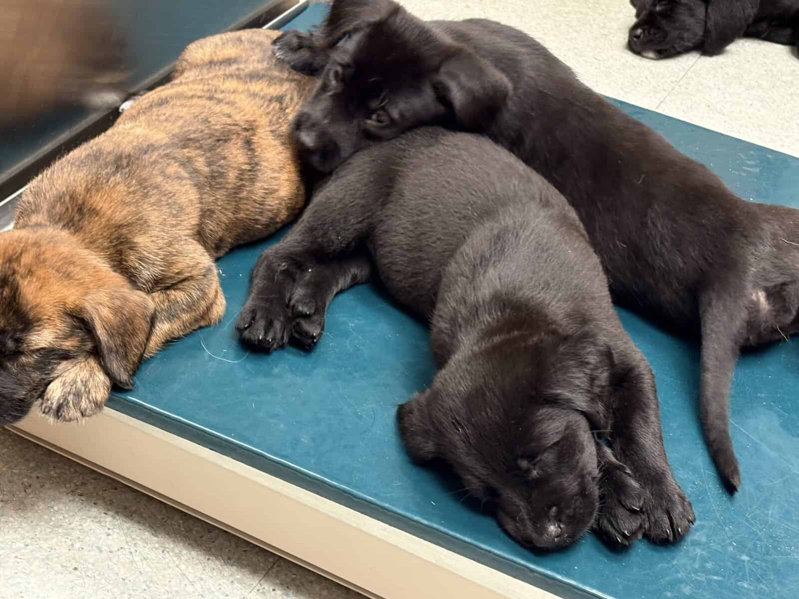 Belgian Malinois / Black Lab Puppies (7 weeks) image 3