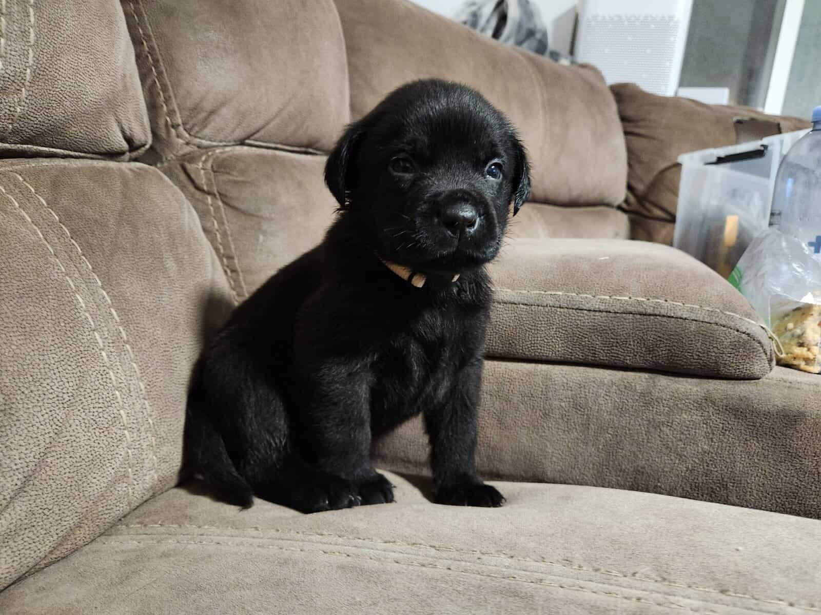 Rottweiler/Weimaraner Mix Puppies image 3
