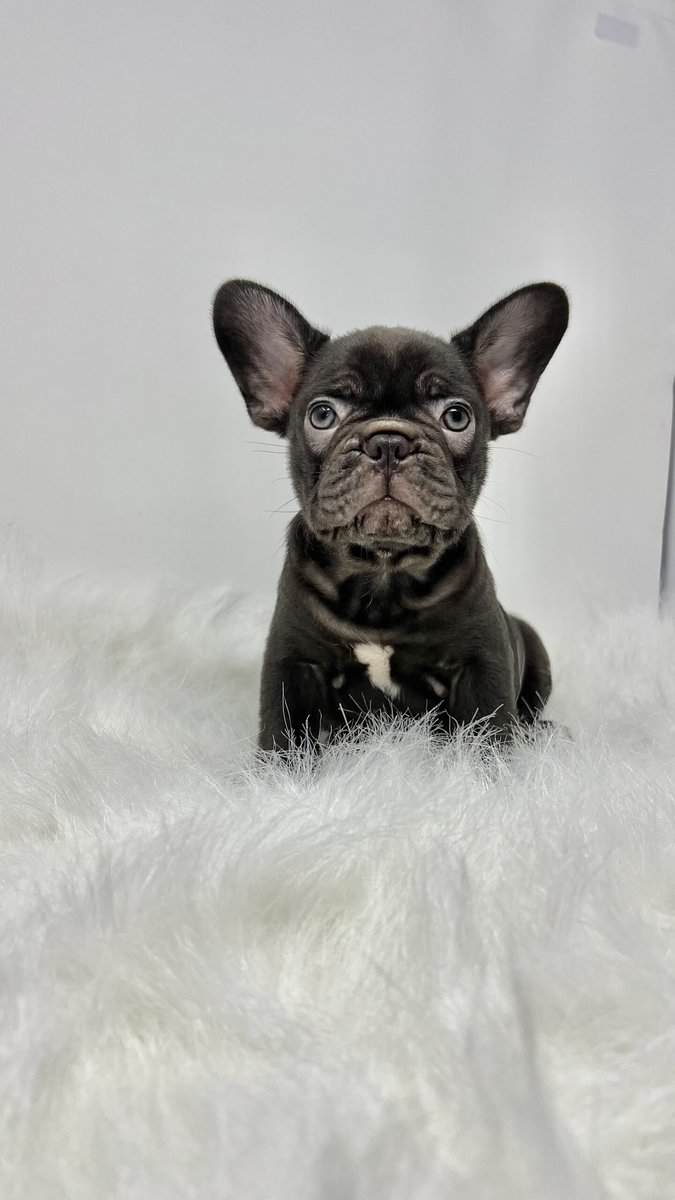 French bulldogs image 3