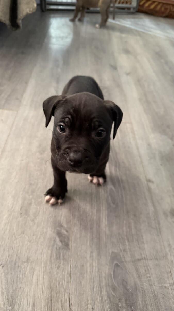 Pit bull puppies for sale!!! image 2