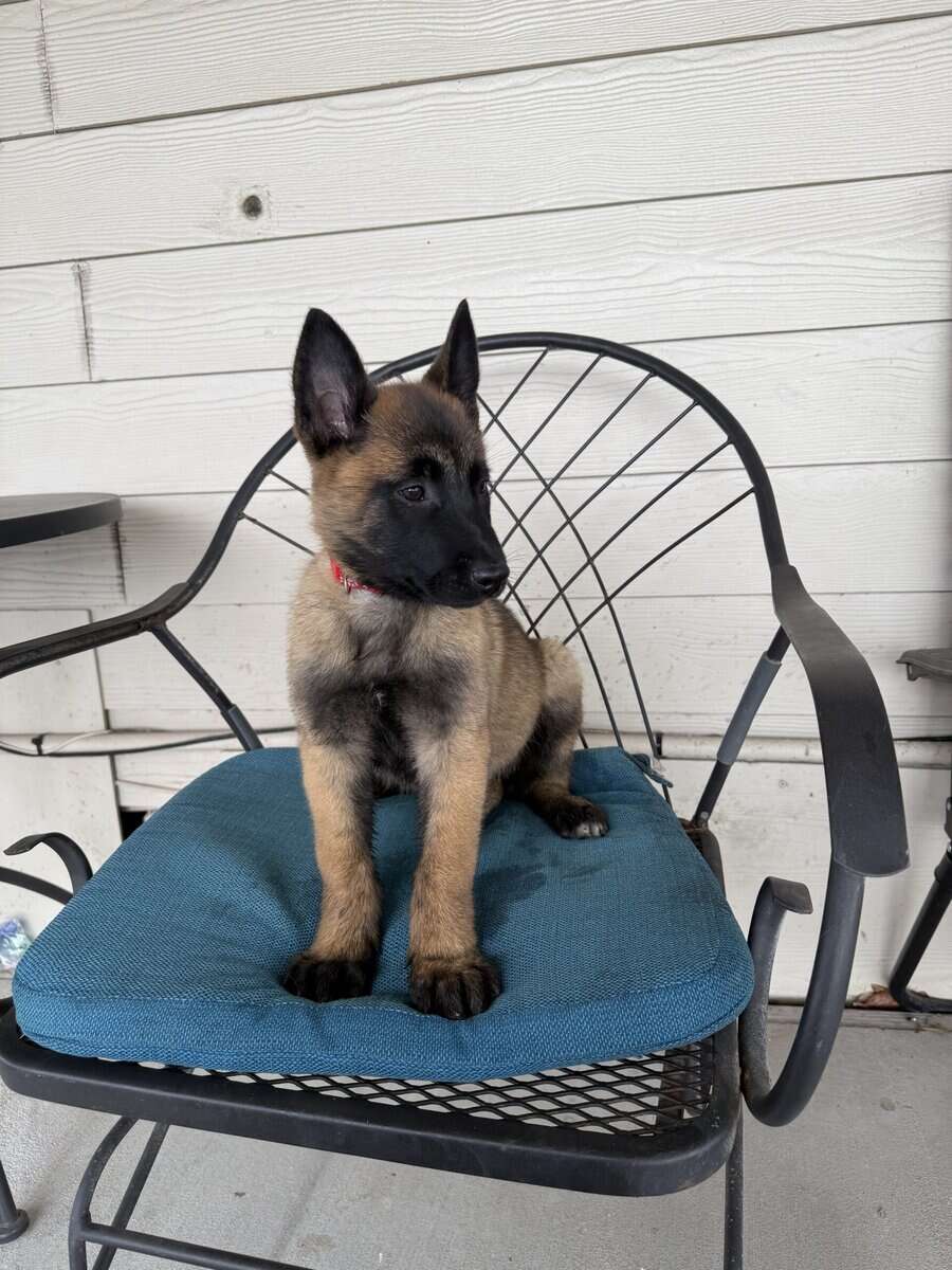 2 Belgian Malinois image 7