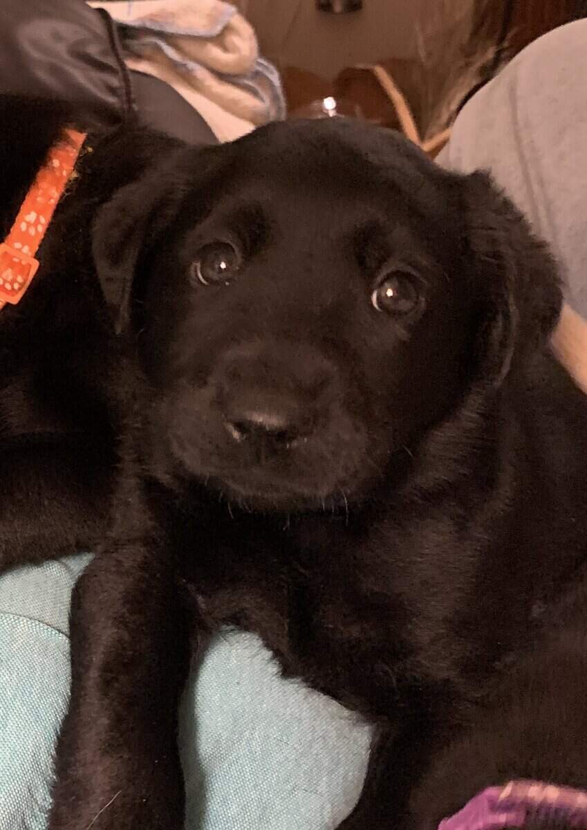Labrador Retriever Puppies image 1