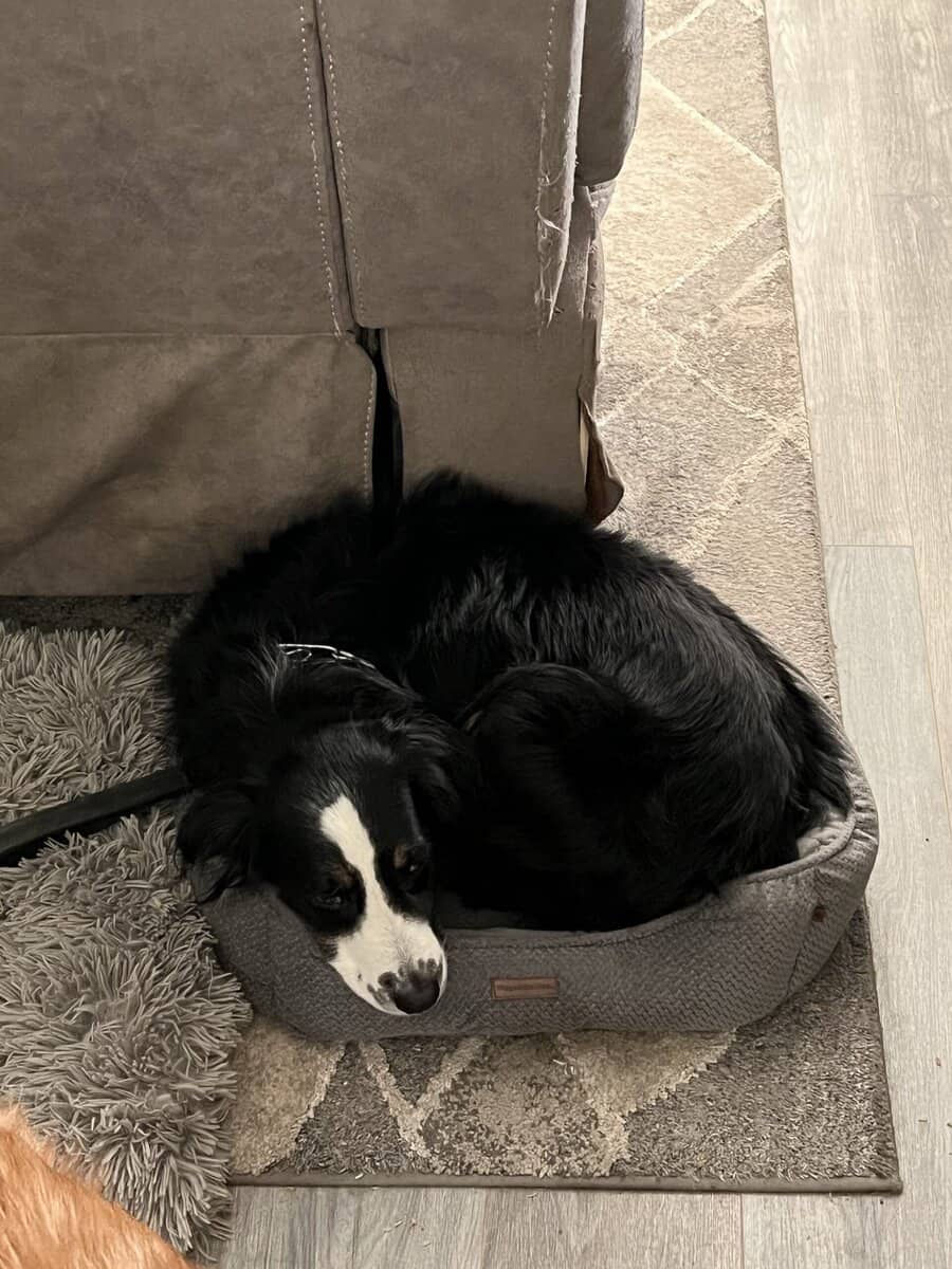 Your Hiking, Running, Couch-Cuddling Partner image 2