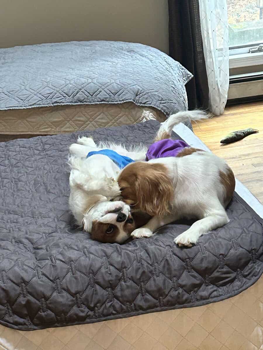 Please help me find my forever home image 3