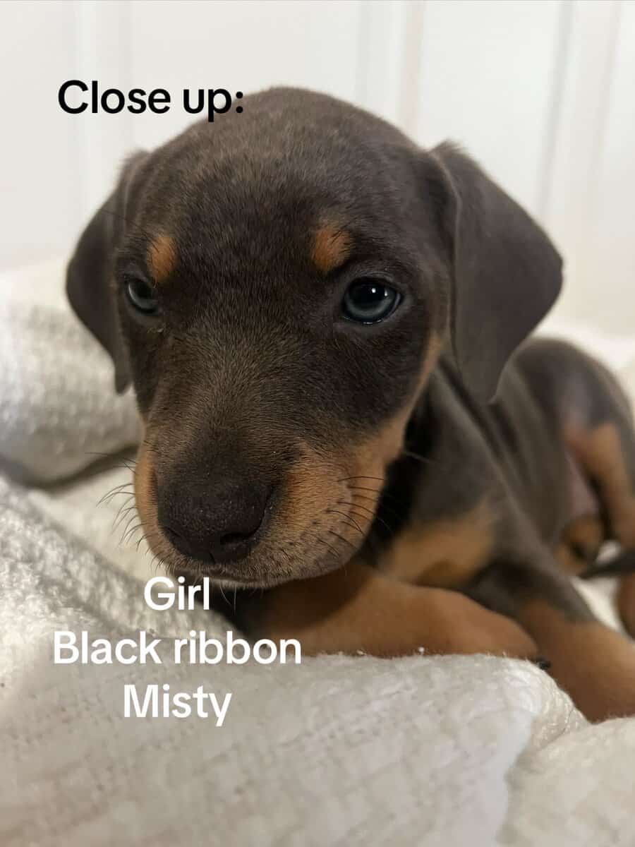 🔥 Rare Exotic Dober Bullies – Stunning Tri-Color image 1