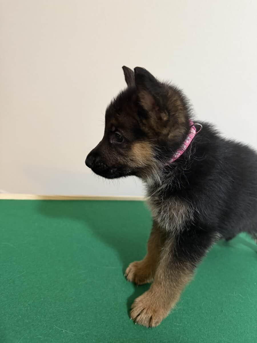 AKC purebred German Shepherd puppies image 8