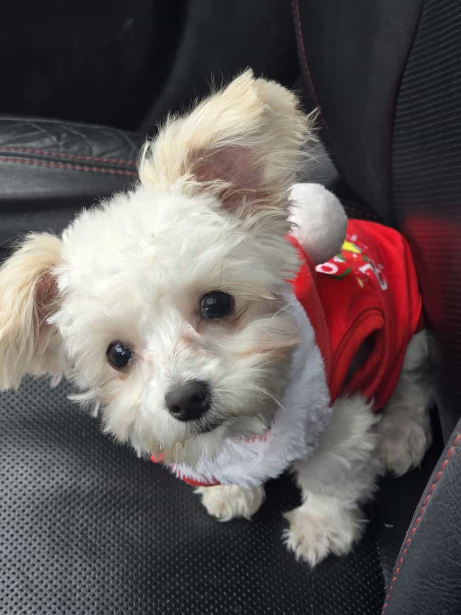 MORKIE image 3