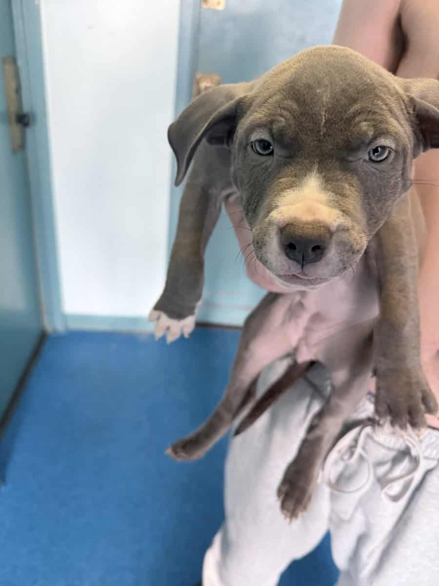 Male/female bluenose pitbull puppies. image 3