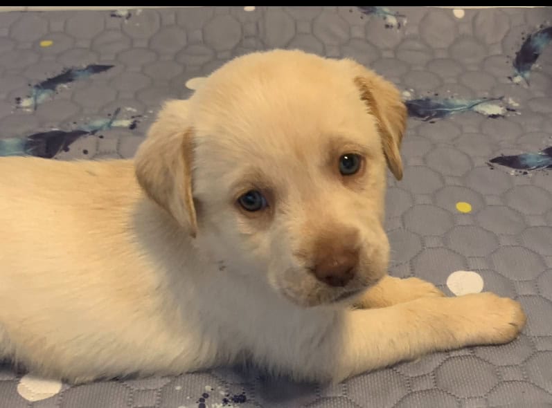 Labrador Retriever Puppies image 6