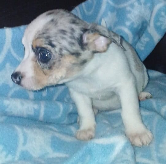 Tiny white with Merle piebald female chihuahua pup image 21