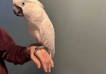 15 year old male umbrella cockatoo