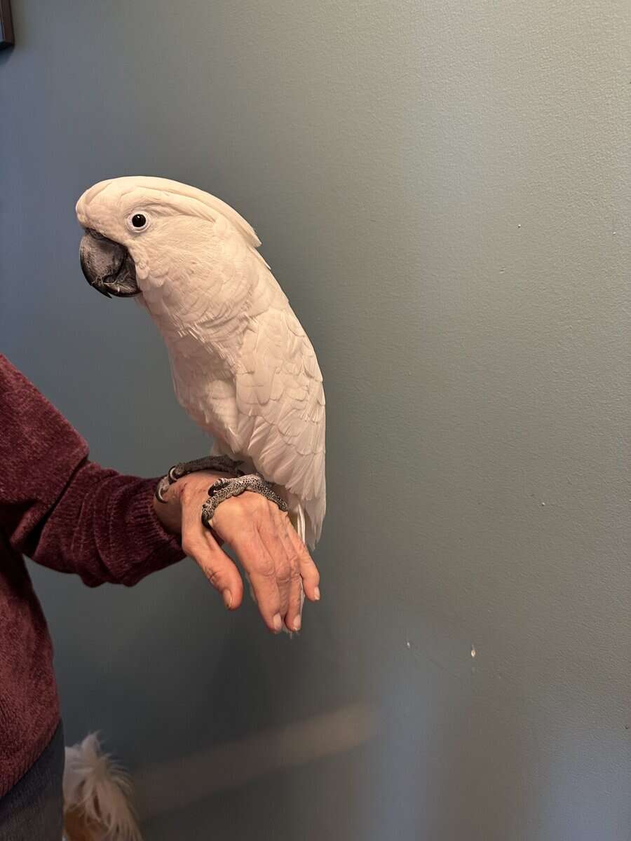 15 year old male umbrella cockatoo image 1