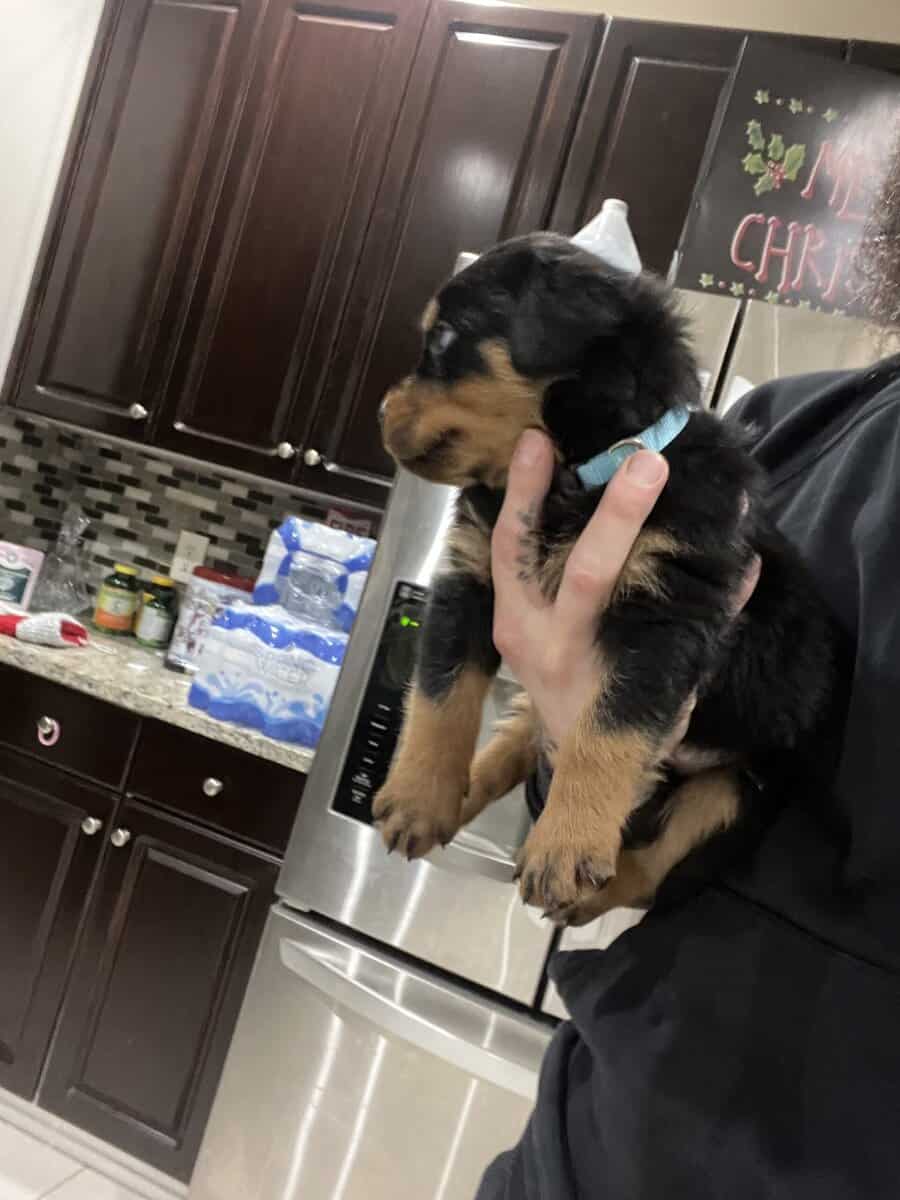 Light Blue Collar Rottweiler image 3