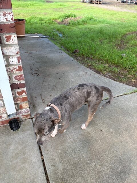Pitbull mix- spayed female, 2 years, 50 lbs image 3