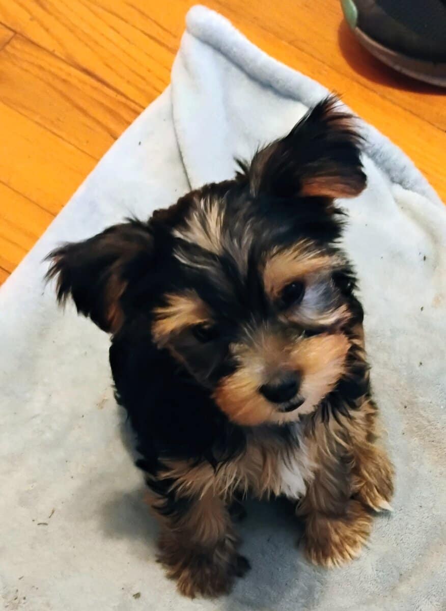 Yorkie puppy image 2
