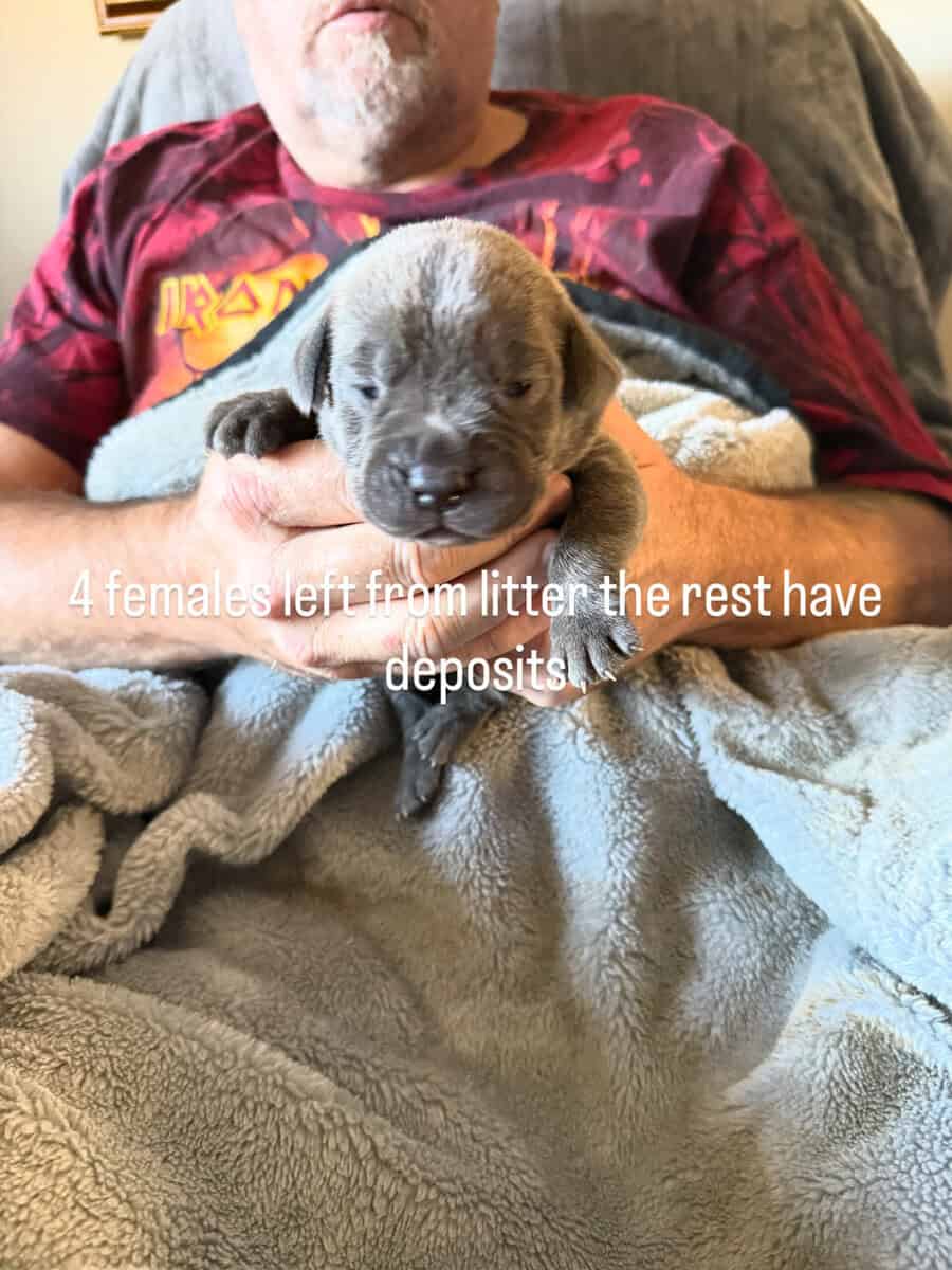 Cane Corso puppies image 2