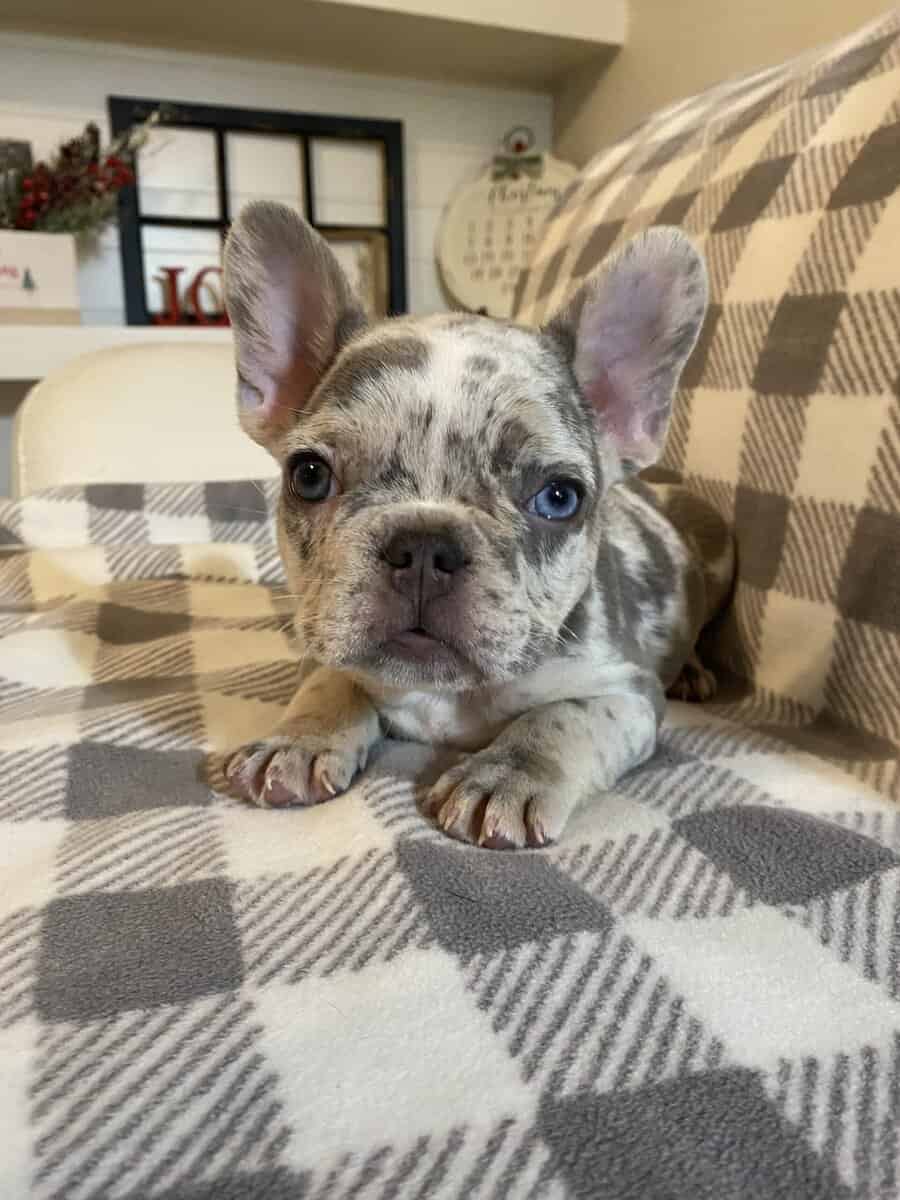 French Bulldog Merle Male image 4