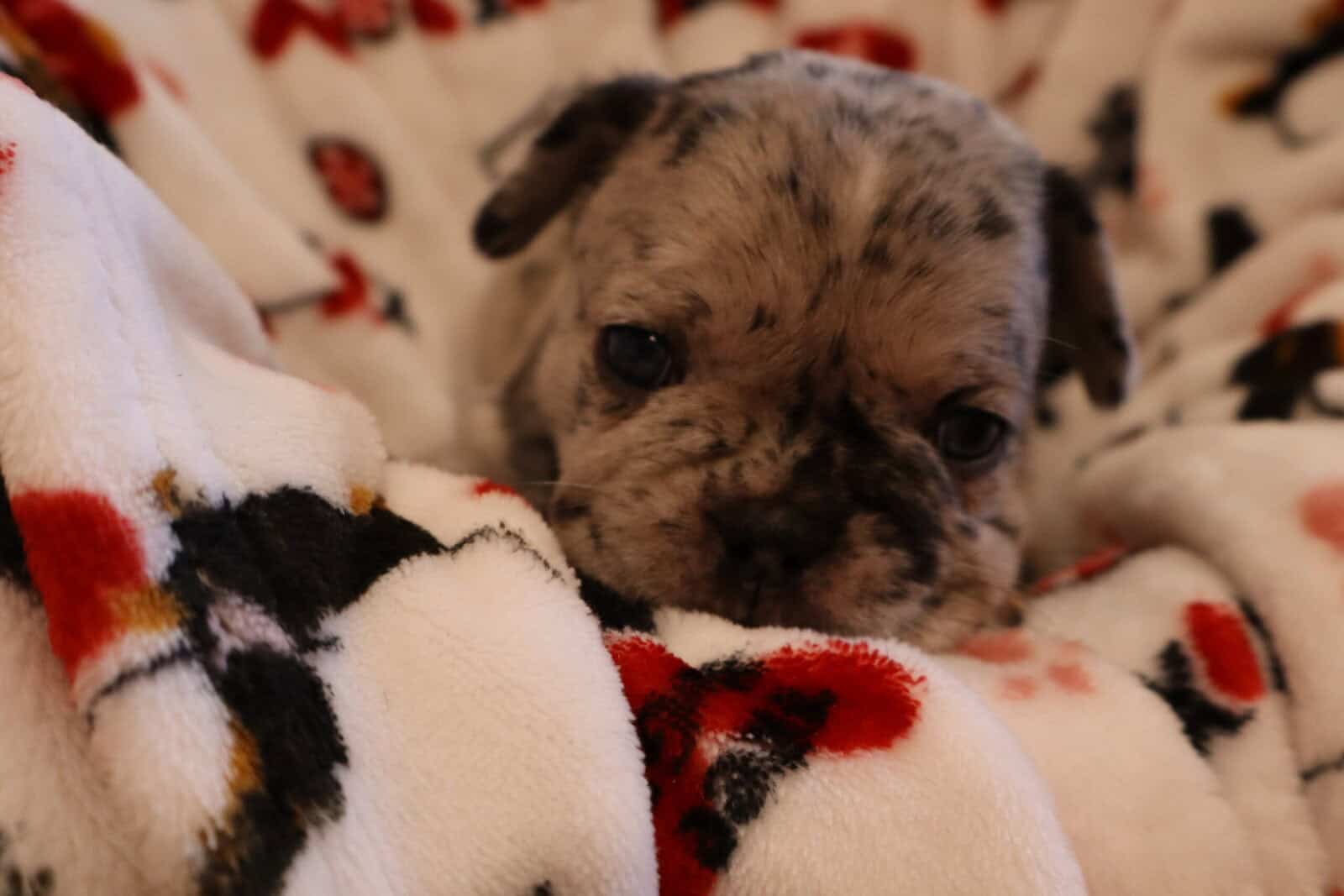 french Bulldog image 3