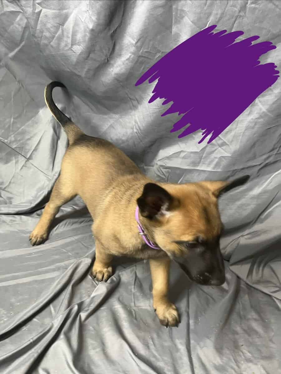 Purple collar image 3