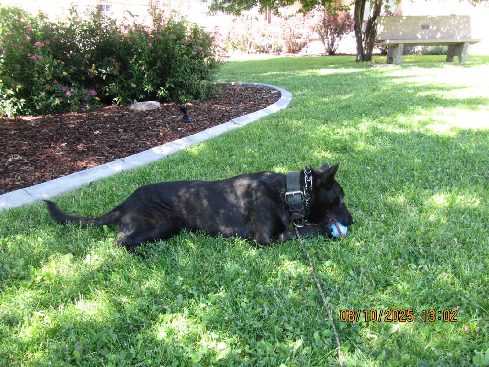 Female Belgian Malinois 1 1/2 yrs old image 2