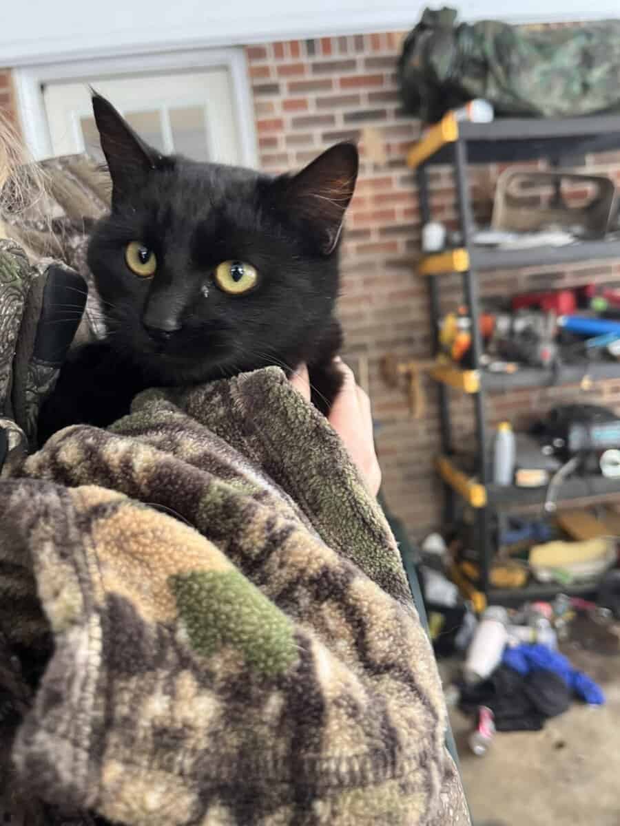 Four Sweet Outdoor Kittens Looking for a Safe Home image 2