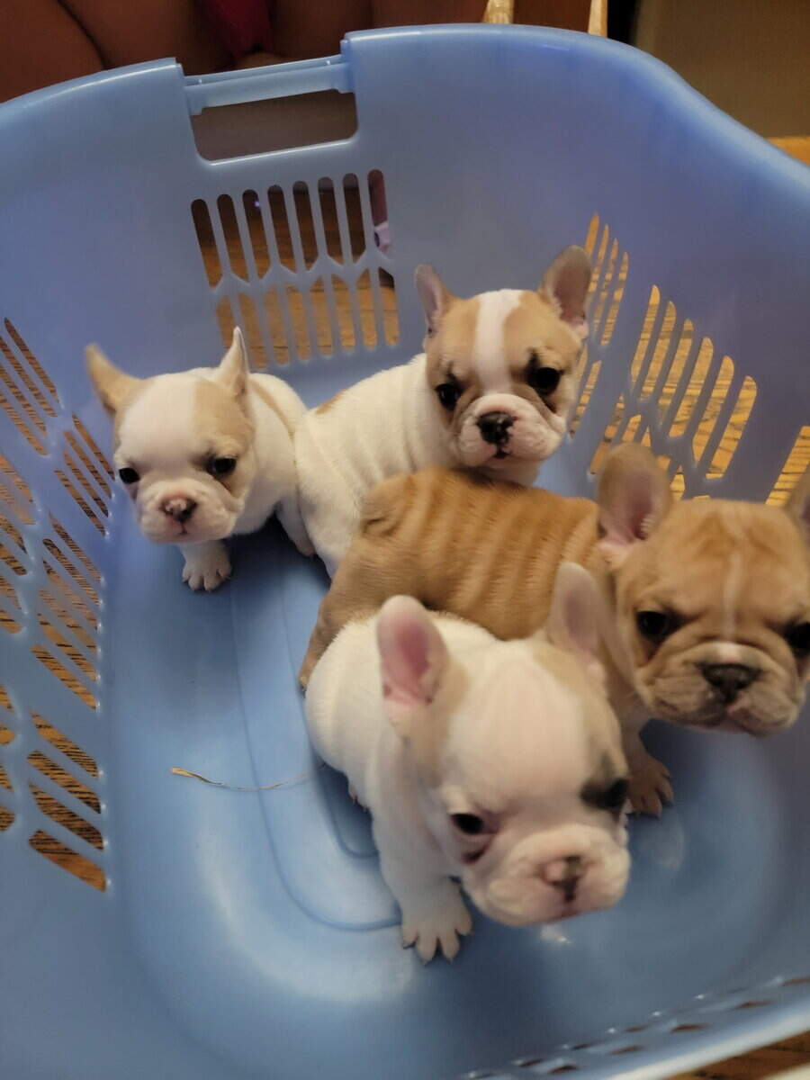 French bulldogs male image 2