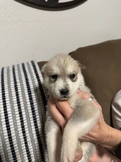 AKC Champion Bloodlines Siberian Husky Puppies image 2