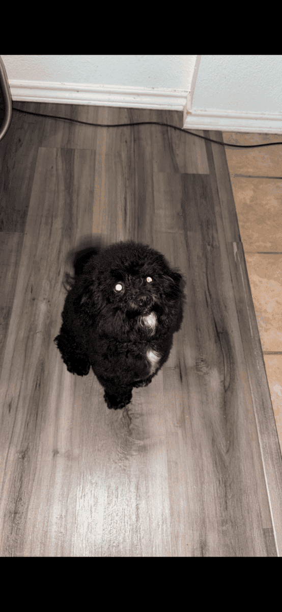 STUNNING Bichpoo Seeking her Forever person image 4