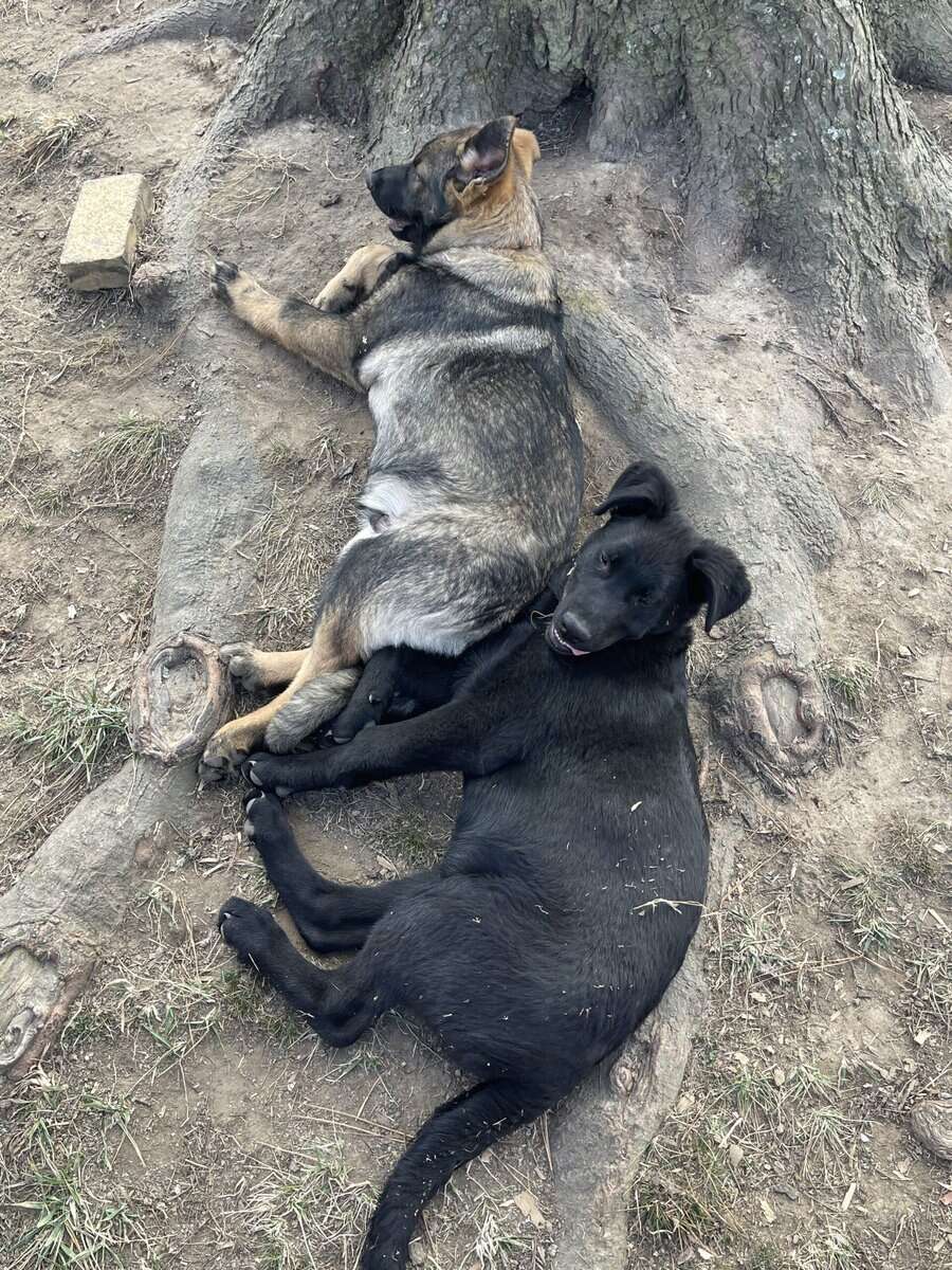 AKC GERMAN SHEPHERD PUPPIES image 4