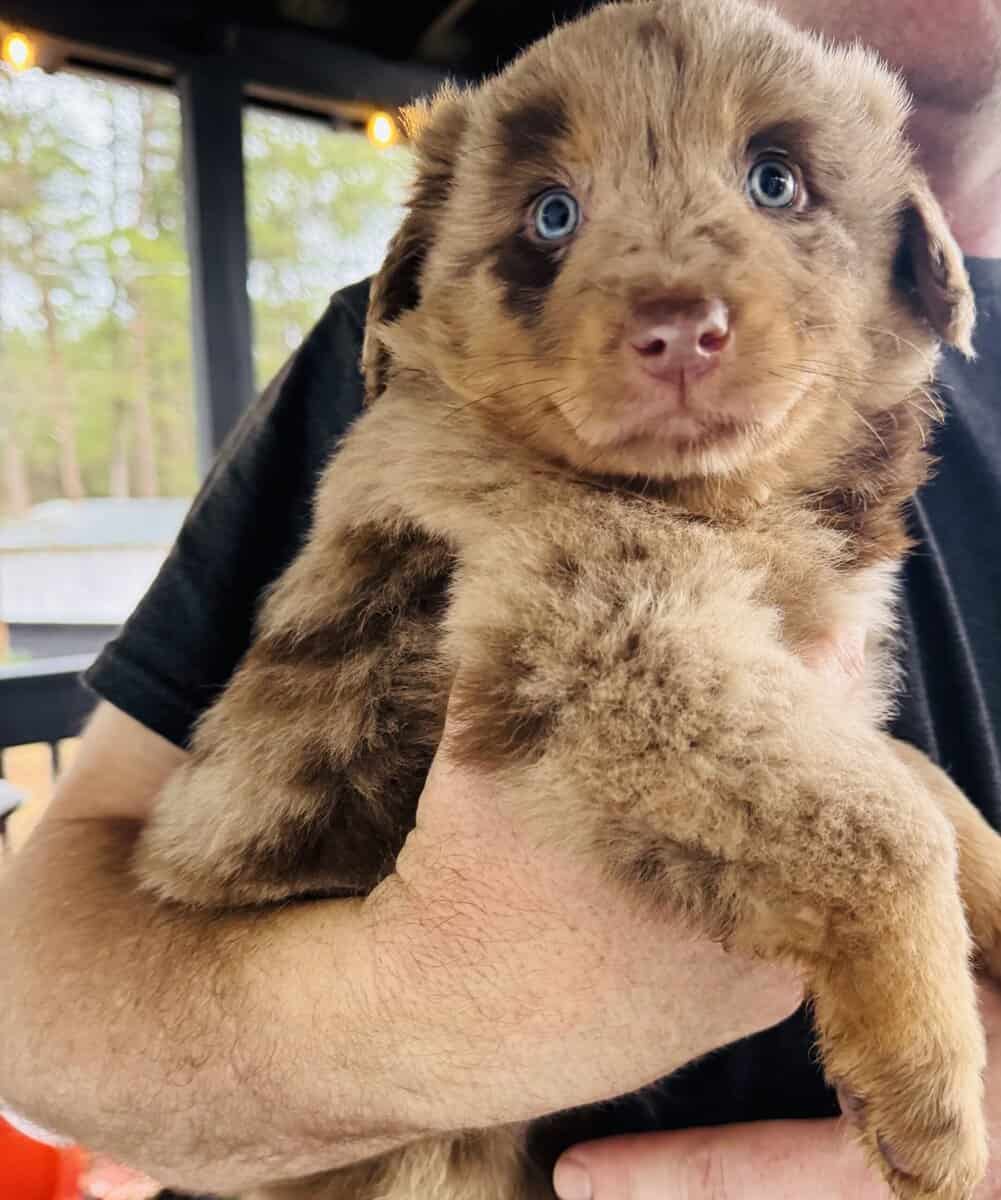 Australian shepherd puppies image 4