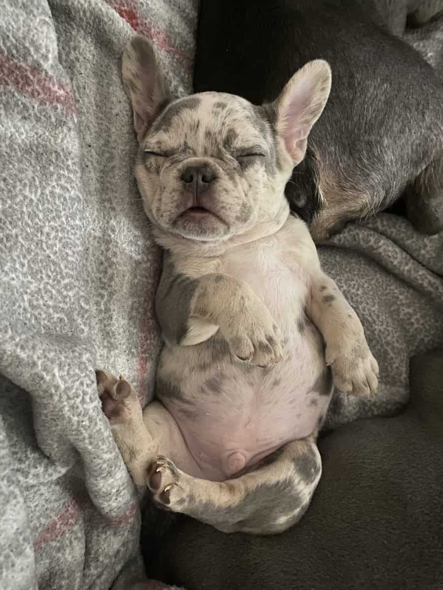 French Bulldog Merle Male image 5