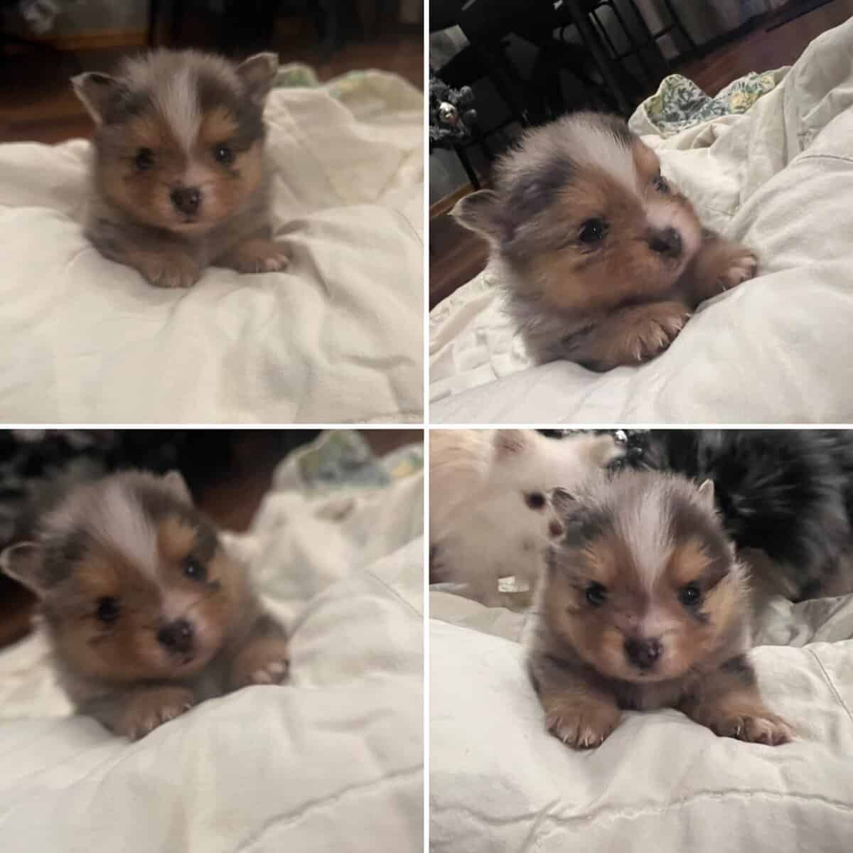Pomeranian puppies image 4