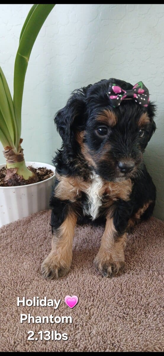Beautiful Golden Bernedoodles image 1