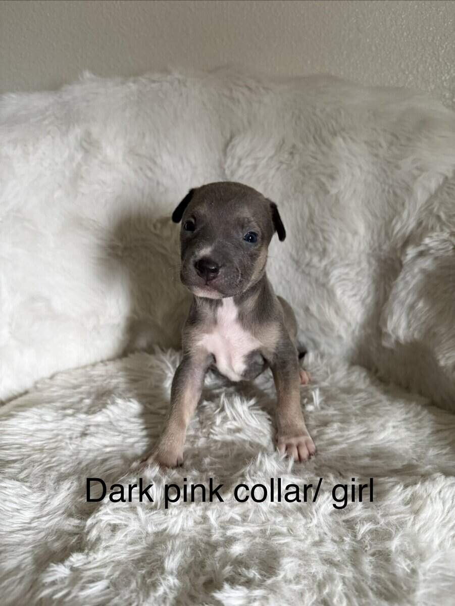 Bandog Puppies image 4