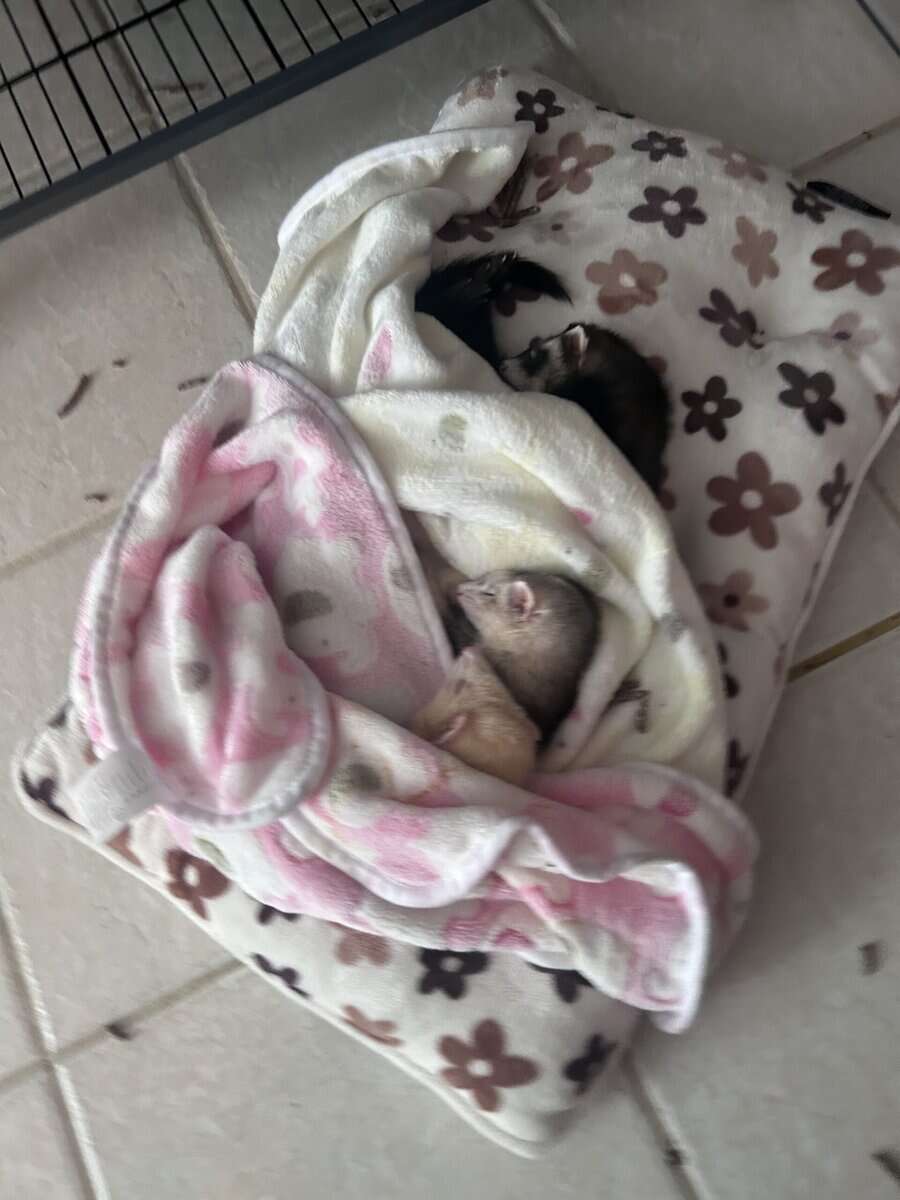 3 Sweet Ferrets For Rehoming image 2