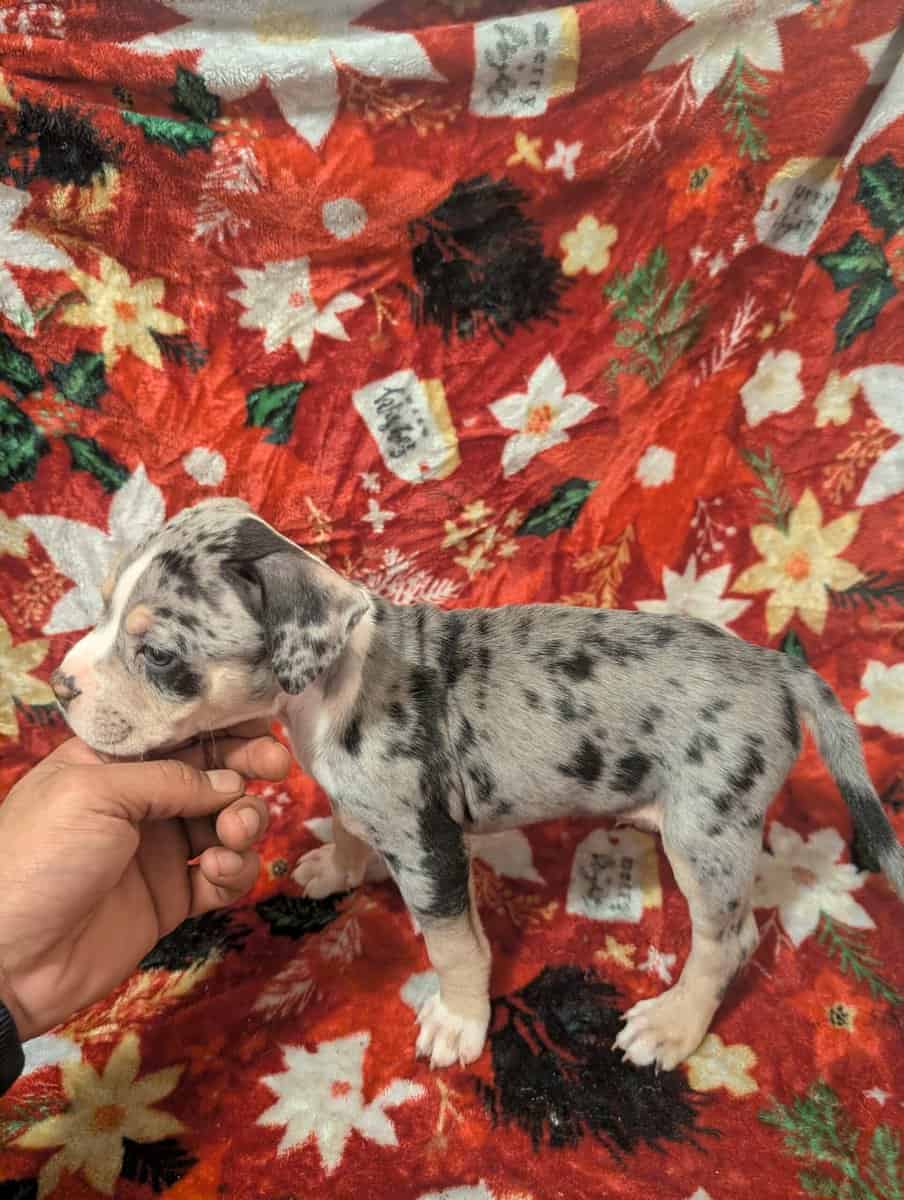 American bully puppies image 6