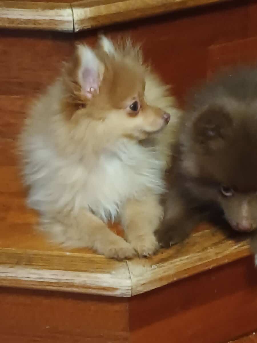 Pomeranian puppy image 4