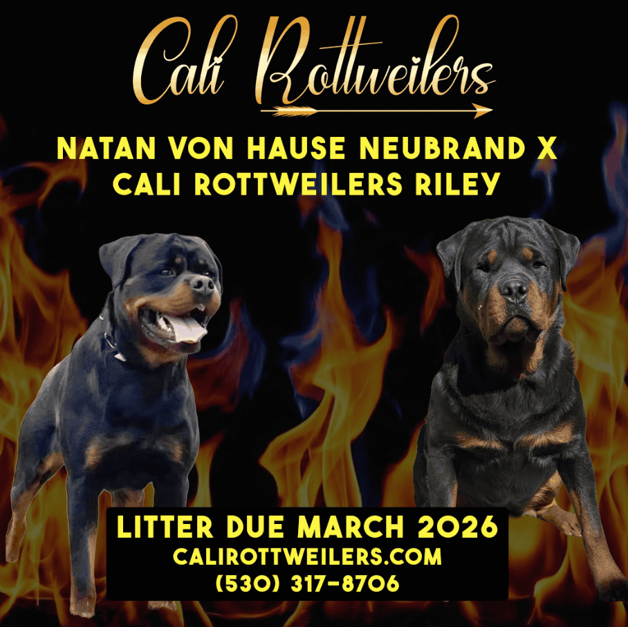 German Rottweiler Puppies image 2