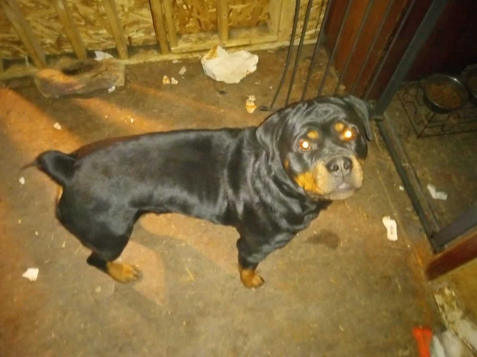 Rottweiler puppies AKC image 2