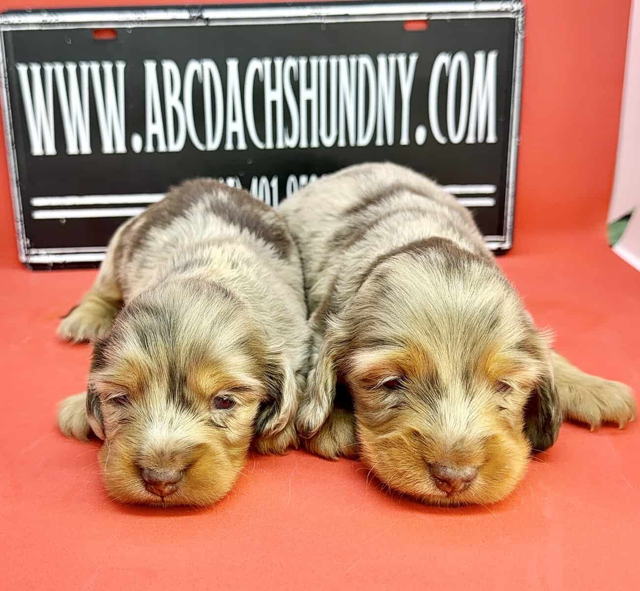 Champion bred dachshund puppies-Import line AKC image 4