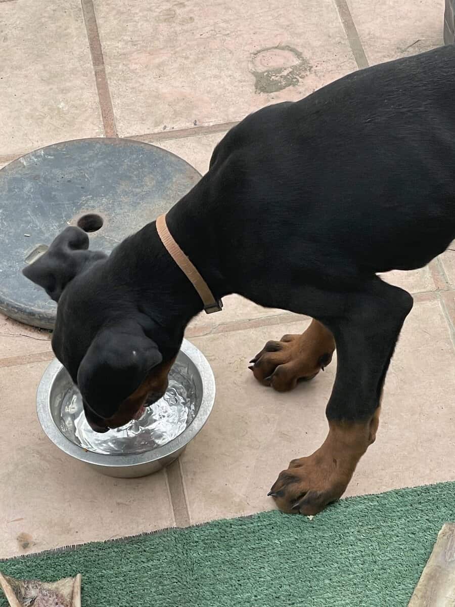 Doberman pinscher puppies image 4