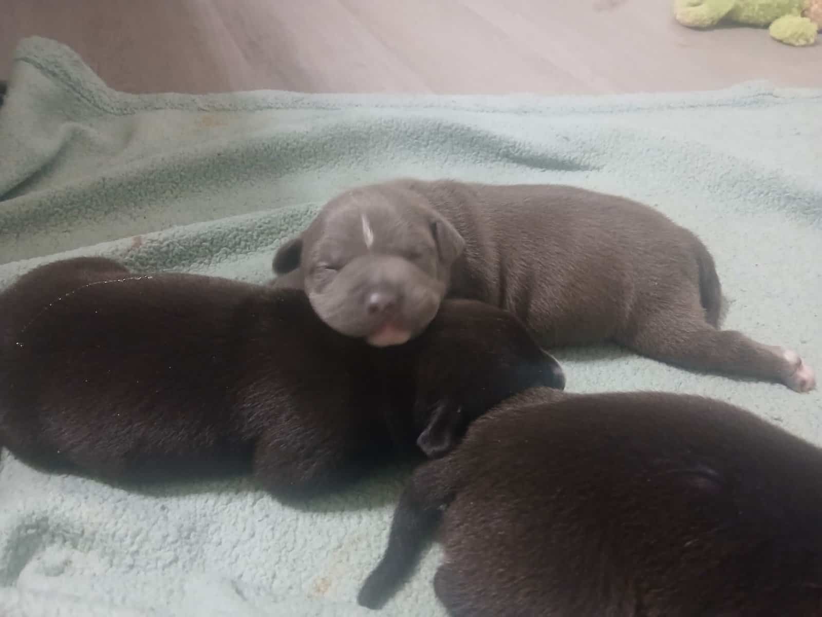 American bully dogo argentino mix puppies image 3
