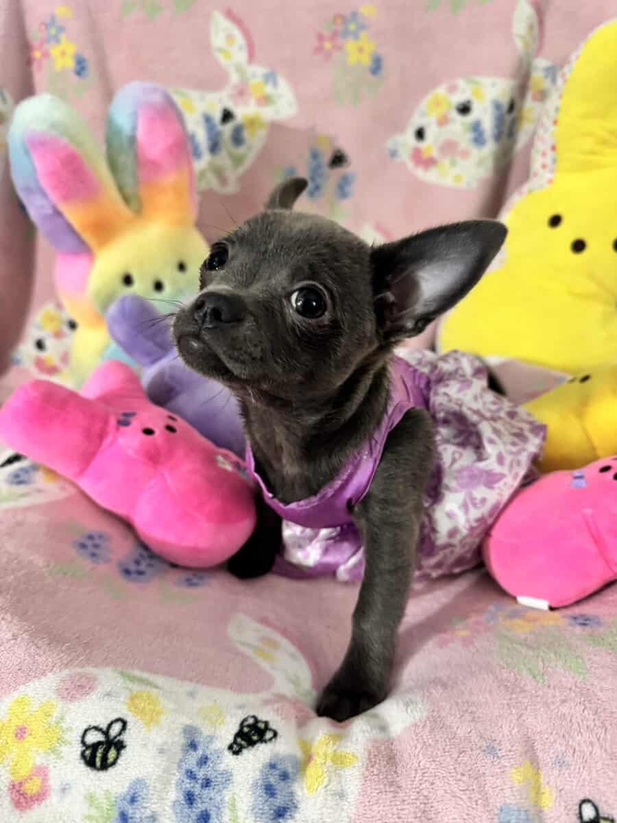 Applehead Chihuahuas purebred image 1