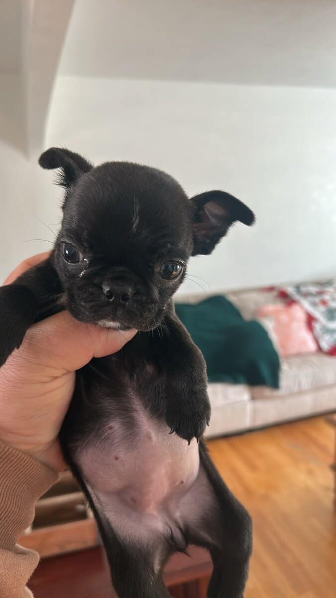 Bugg Puppies image 2