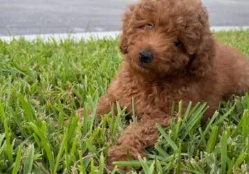 Mini Goldendoodle