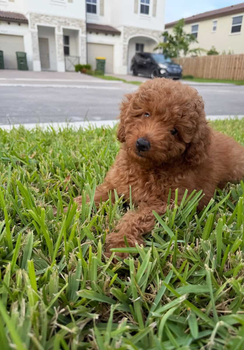 Mini Goldendoodle image 1